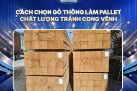 Cách chọn gỗ thông làm pallet chất lượng tránh cong vênh