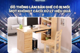 Gỗ thông làm bàn ghế có bị mối mọt không