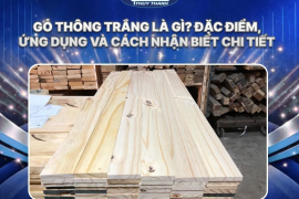 Gỗ thông trắng là gì? Đặc điểm, ứng dụng và cách nhận biết chi tiết