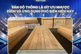 Ván gỗ thông là gì? Ưu nhược điểm và ứng dụng phổ biến hiện nay