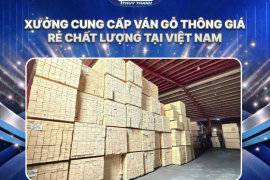 Xưởng cung cấp ván gỗ thông giá rẻ chất lượng tại Việt Nam