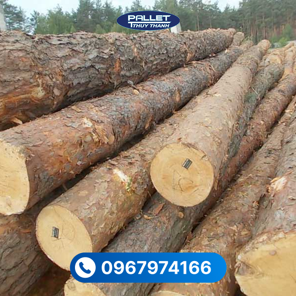 Gỗ thông tự nhiên có màu sắc sáng, vân gỗ rõ nét, mang lại cảm giác nhẹ nhàng và hiện đại