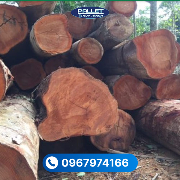 Gỗ xoan thường được xử lý để tăng độ bền và hạn chế cong vênh khi sử dụng.