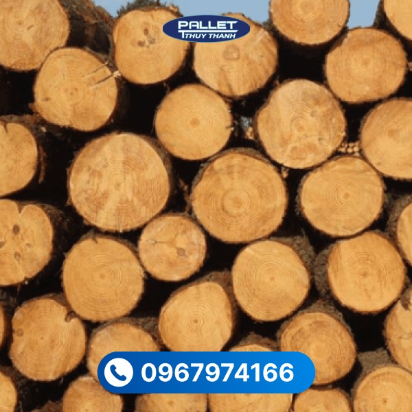 Chất liệu gỗ thông tròn có vân gỗ tự nhiên, màu sắc sáng và tính thẩm mỹ cao