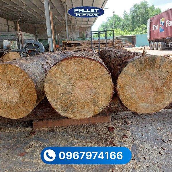 Gỗ thông được xẻ theo kích thước yêu cầu, đáp ứng linh hoạt nhiều mục đích sử dụng khác nhau